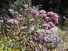 acourtia microcephala